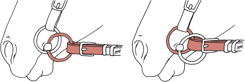 Detailillustration von Gebiss und Ringen
