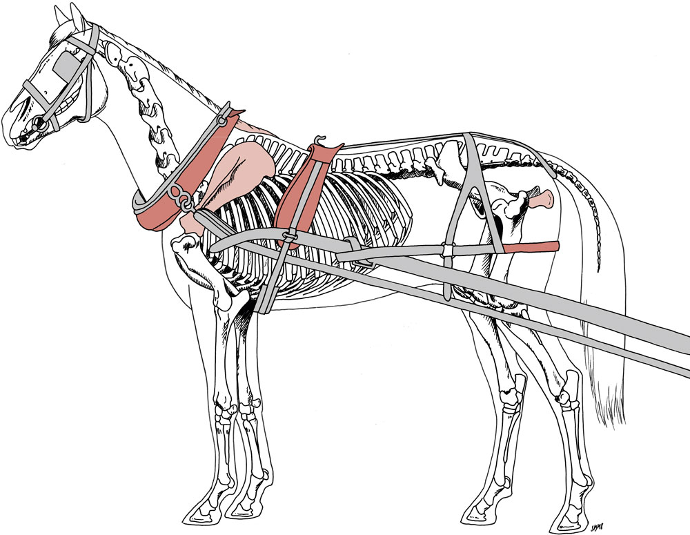 Vollständige anatomische Illustration eines angespannten Kutschpferdes